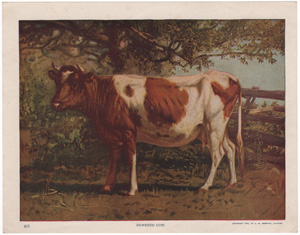 Vintage Calendar Art cows, cattle, livestock, farm life, etc.